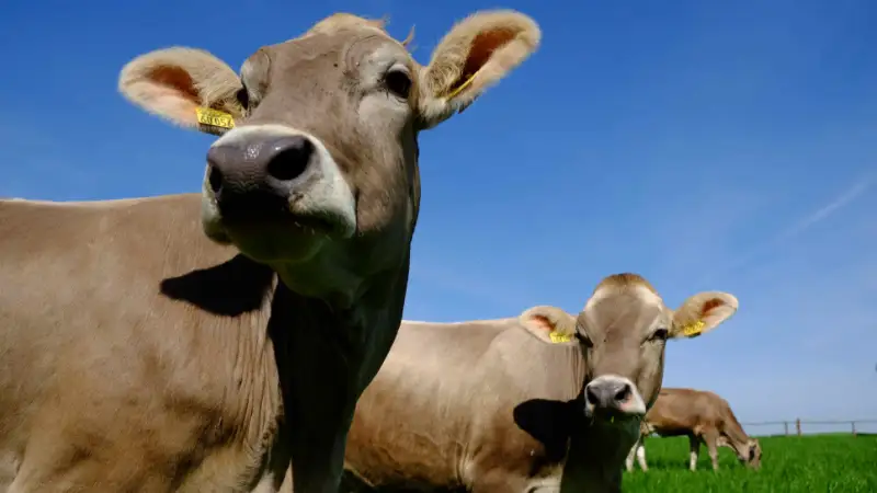 Krávy z farmy Bláto